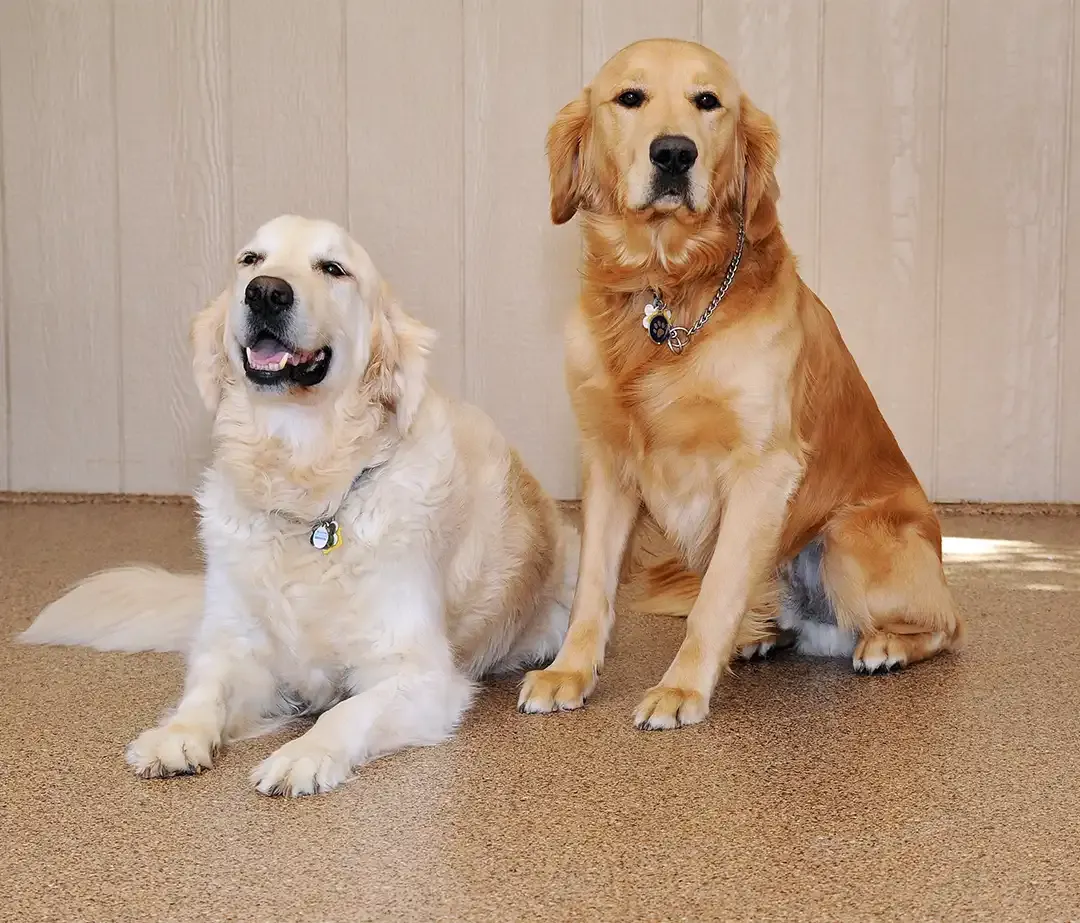 Two golden retriever dogs sitting on a tan full flake epoxy floor